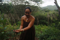At Ho'oulu 'ina, a 100-acre nature preserve managed by Kkua Kalihi Valley Comprehensive Family Services in Honolulu, Puni Freitas points to new koa tree growth as part of the organizations reforestation efforts.  KKV sees the 'ina as a vital member of the community, and offers opportunities for community gardening, reforestation, environmental education and the preservation of land-based cultural knowledge at the preserve.  Hooulu ina is flourishing through the enthusiasm and hard work of its staff and thousands of community volunteers.  KKV views this work as reciprocal.   As the land is restored to health and productivity, it helps to create  a healthy, resilient Kalihi Valley community.  - © Adam Stoltman. All rights reserved.