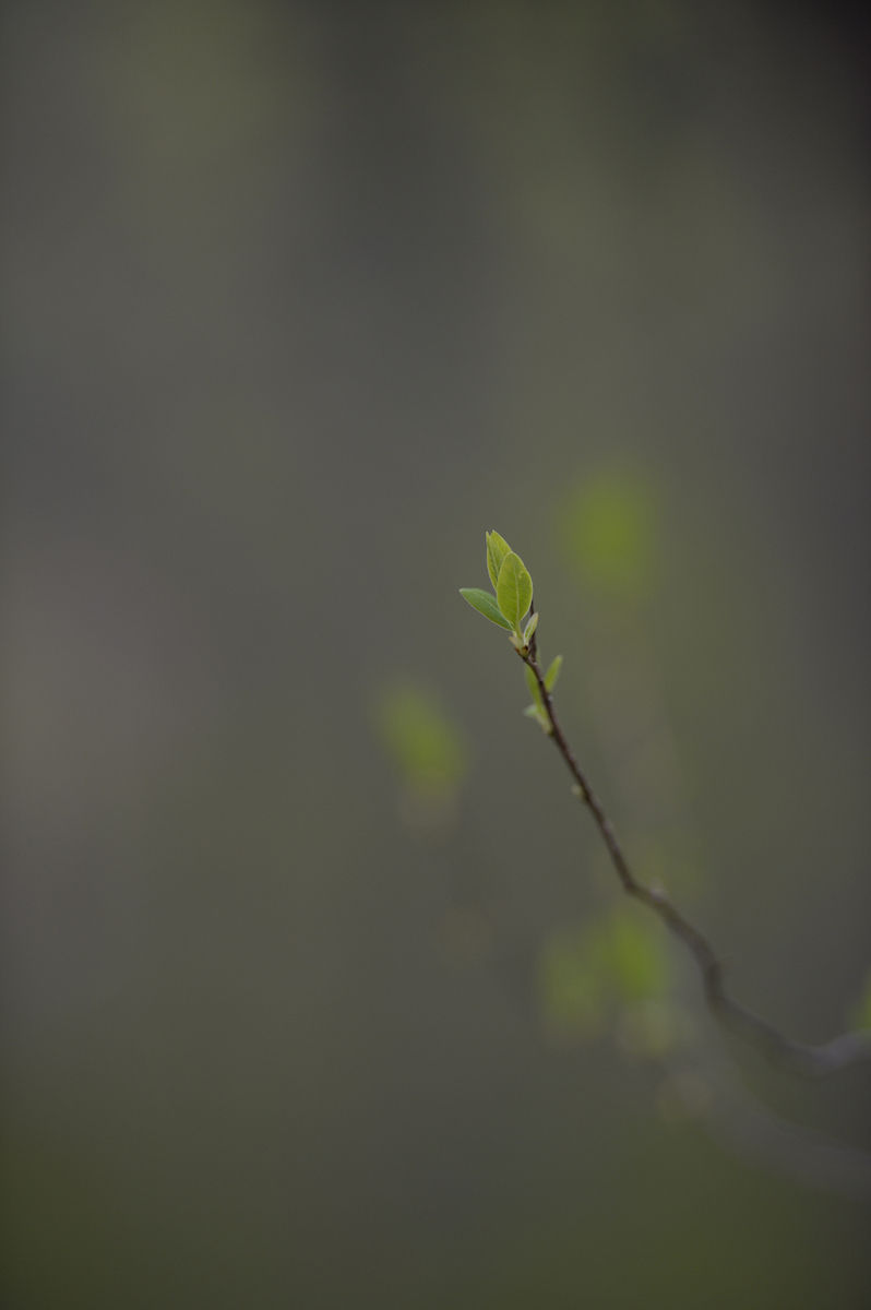 Inwood Hill Park, New York : Nature : Photography by Adam Stoltman: Sports Photography, The Arts, Portraiture, Travel, Photojournalism and Fine Art in New York