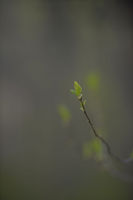 Inwood Hill Park, New York - © Adam Stoltman. All rights reserved.