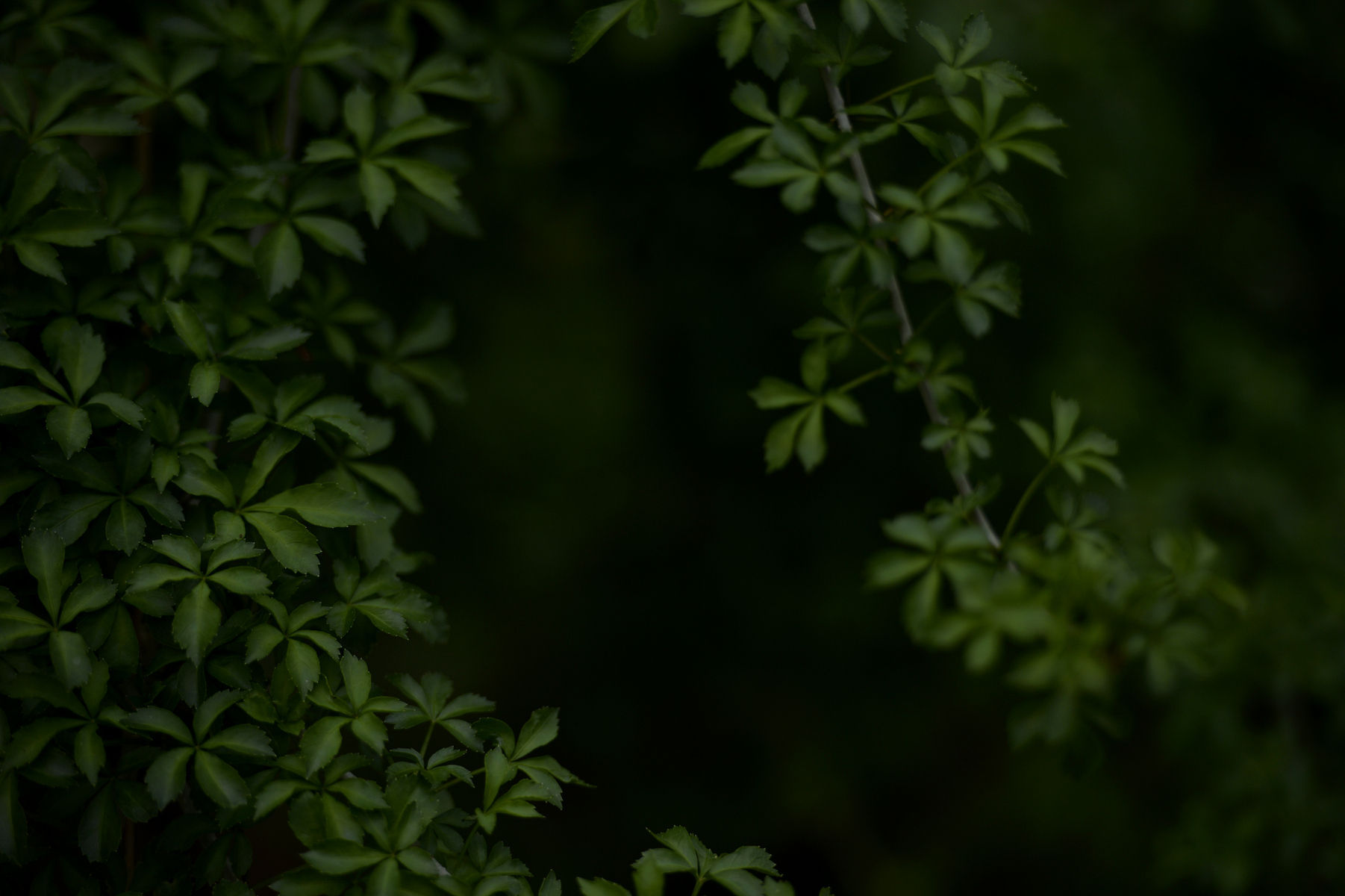 Inwood Hill Park, New York : Nature : Photography by Adam Stoltman: Sports Photography, The Arts, Portraiture, Travel, Photojournalism and Fine Art in New York