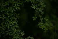Inwood Hill Park, New York - © Adam Stoltman. All rights reserved.