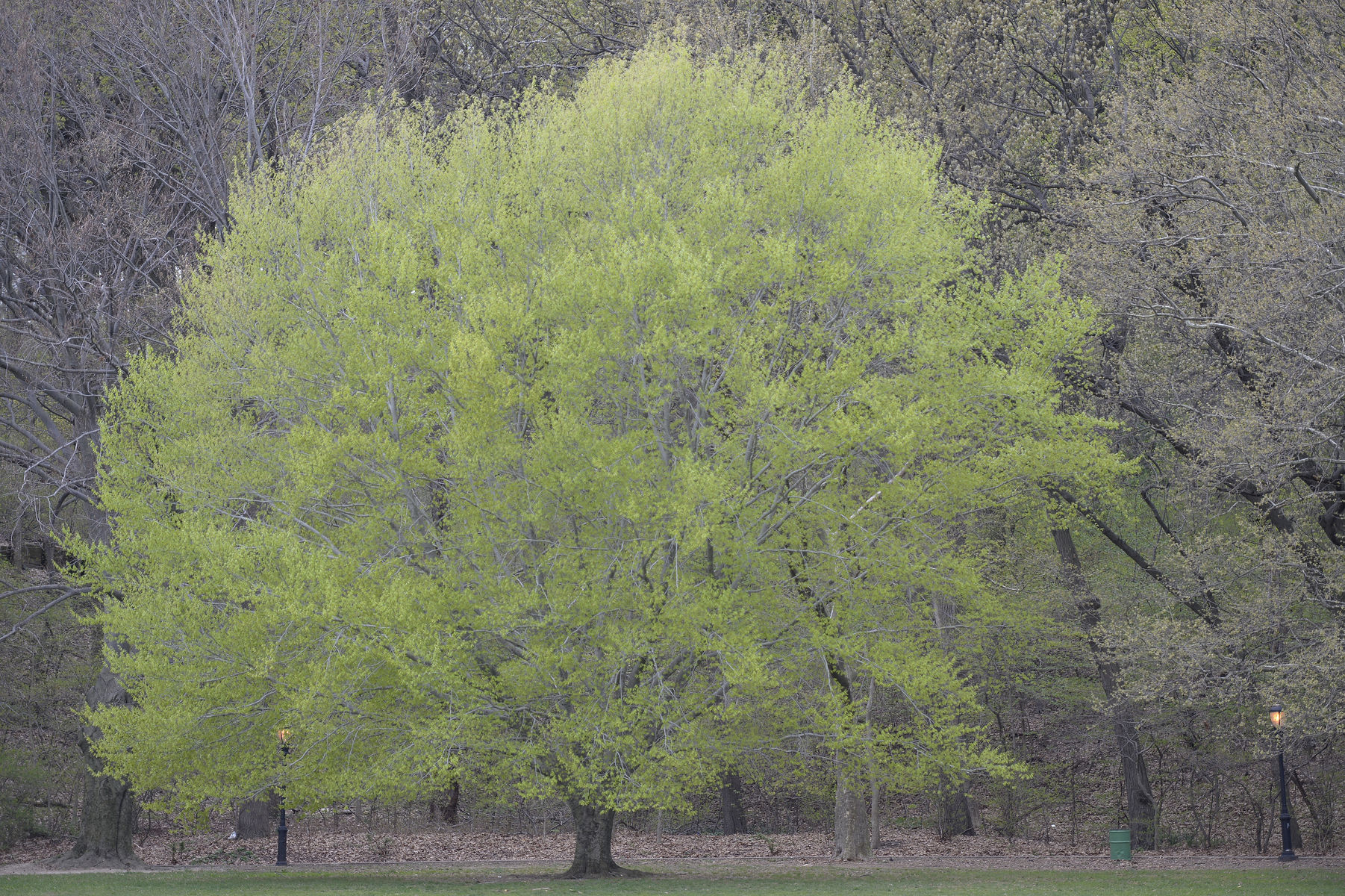 Inwood Hill Park, New York : Nature : Photography by Adam Stoltman: Sports Photography, The Arts, Portraiture, Travel, Photojournalism and Fine Art in New York