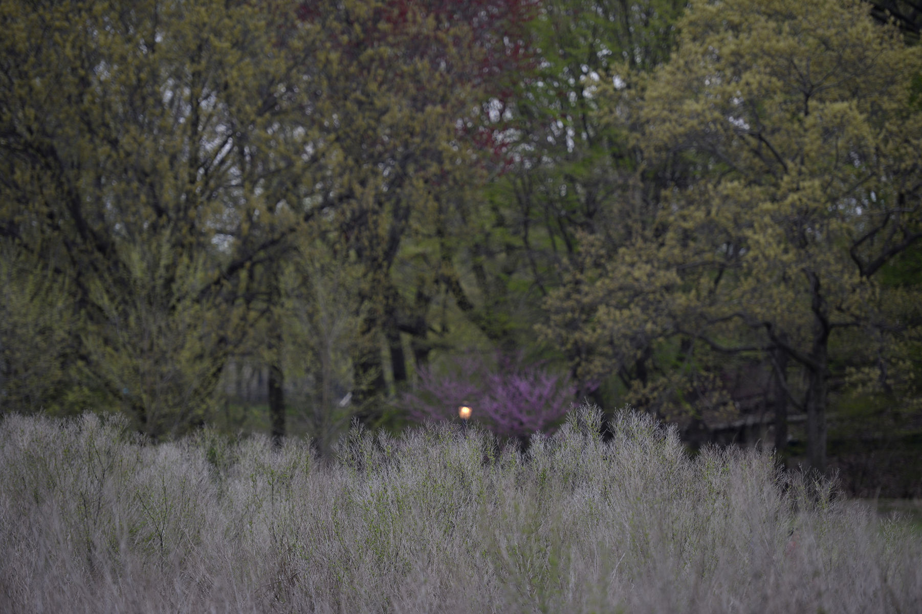 Inwood Hill Park, New York : Nature : Photography by Adam Stoltman: Sports Photography, The Arts, Portraiture, Travel, Photojournalism and Fine Art in New York