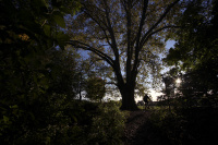 Van Cortland Park, The Bronx - © Adam Stoltman. All rights reserved.