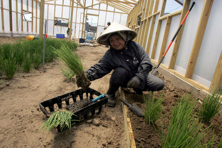 Gardening is an important part of local culture, health, and economy for Vietnamese in New Orleans East, the first of whom arrived in the area in 1975. Among their
first activities was establishing home-based gardens to grow traditional fruits and vegetables unavailable locally at the time. As practiced in Vietnam, surplus from
the gardens is brought to a community-created open market for sale to the community and tourists. Above Xuyen Thi Pham works on an urban farm located in New
Orleans East. The farm exemplifies the sustainable agriculture practices within the Vietnamese Community, which is also supported by MQVN through various programs.
