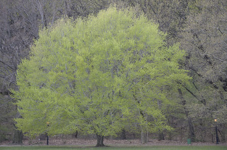 Inwood Hill Park, New York