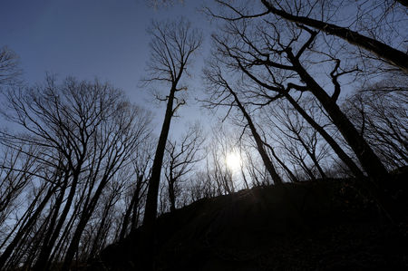 Inwood Hill Park, Manhattan's only old growth forest