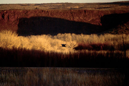 Bosque del Apache, New Mexico