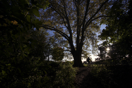 Van Cortland Park, The Bronx